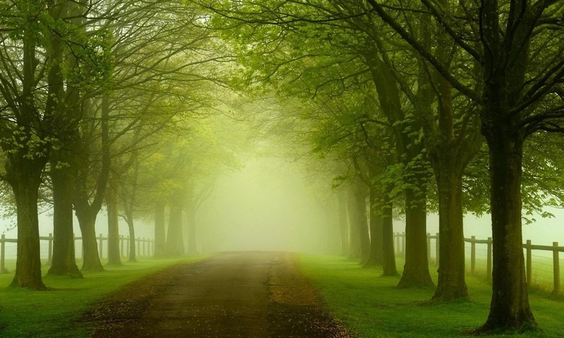 Обои дорога, трава, деревья, природа, листья, туман, забор, road, grass, trees, nature, leaves, fog, the fence разрешение 1920x1200 Загрузить