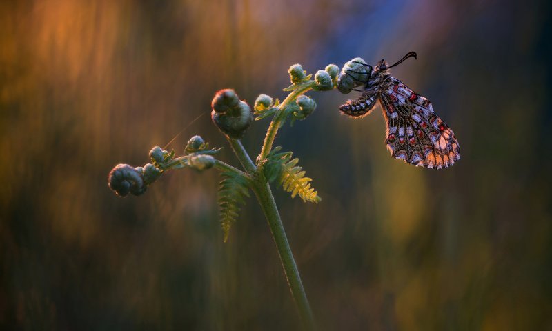 Обои макро, насекомое, фон, бабочка, папоротник, macro, insect, background, butterfly, fern разрешение 2048x1152 Загрузить