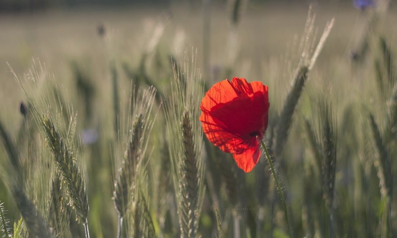 Обои природа, боке, макро, цветок, поле, красный, мак, колосья, пшеница, nature, bokeh, macro, flower, field, red, mac, ears, wheat разрешение 3888x2592 Загрузить