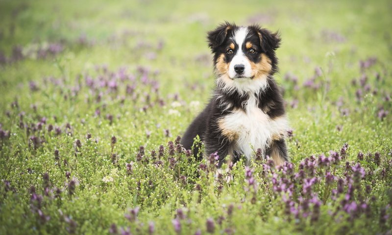 Обои цветы, поле, собака, луг, щенок, австралийская овчарка, аусси, flowers, field, dog, meadow, puppy, australian shepherd, aussie разрешение 2048x1152 Загрузить