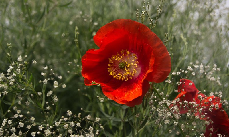 Обои макро, красный, мак, гипсофила, macro, red, mac, gypsophila разрешение 2400x1595 Загрузить