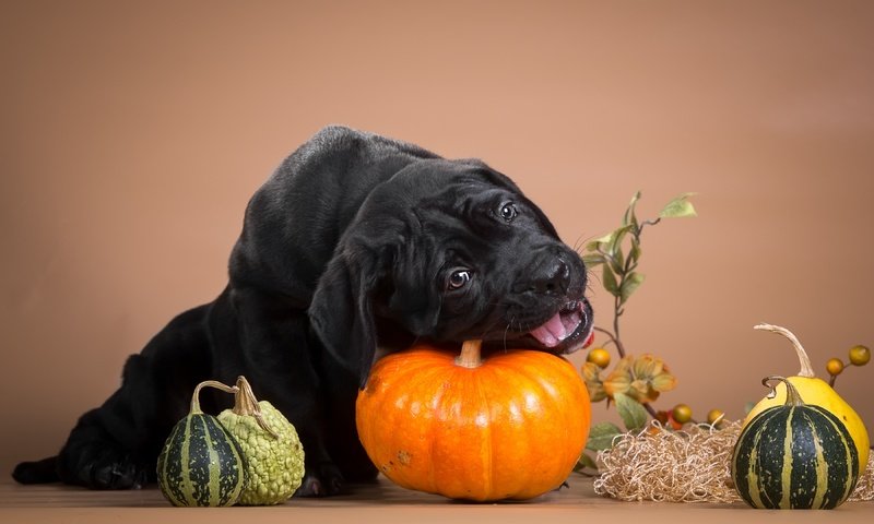 Обои черный, щенок, тыква, кане-корсо, шалун, грызет, black, puppy, pumpkin, cane corso, naughty, nibbles разрешение 3600x2236 Загрузить