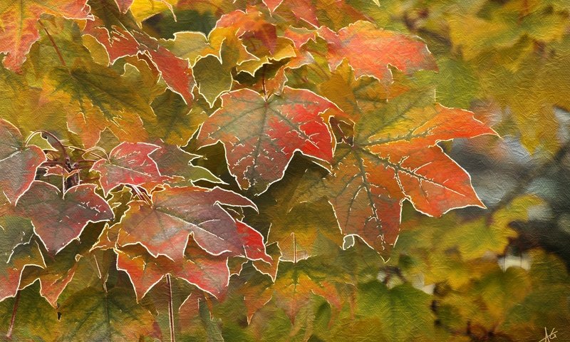 Обои листья, осень, клен, leaves, autumn, maple разрешение 4000x2619 Загрузить