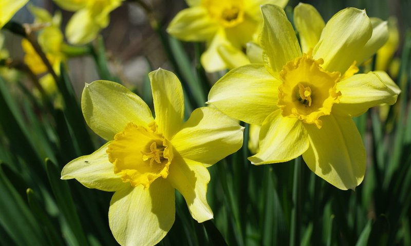 Обои цветы, желтый, макро, нарцисс, flowers, yellow, macro, narcissus разрешение 2232x1484 Загрузить