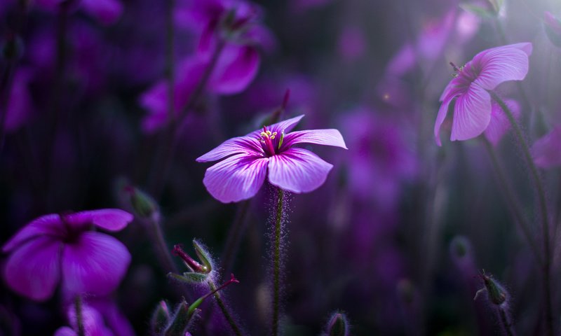 Обои цветы, природа, макро, лепестки, герань, flowers, nature, macro, petals, geranium разрешение 2048x1365 Загрузить