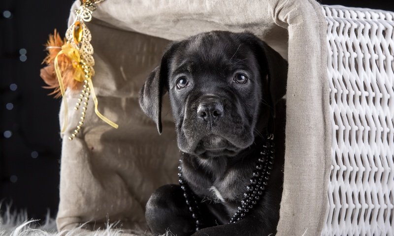 Обои маска, щенок, корзина, бусы, кане-корсо, mask, puppy, basket, beads, cane corso разрешение 4000x2634 Загрузить