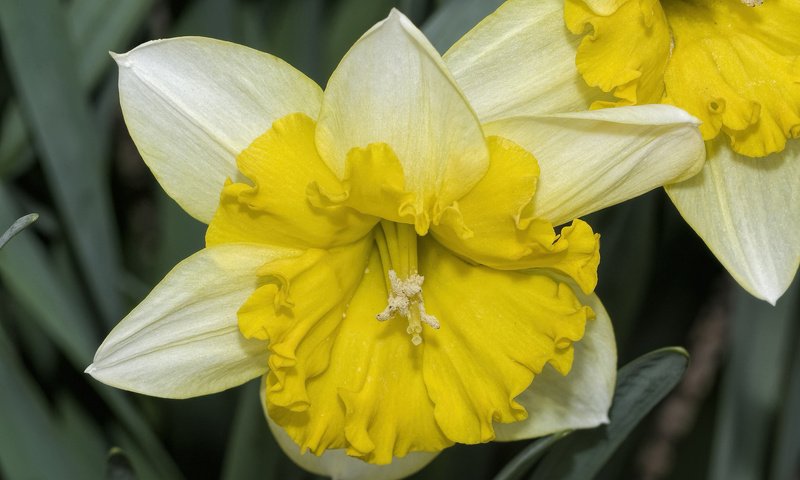 Обои цветы, макро, лепестки, нарциссы, flowers, macro, petals, daffodils разрешение 2048x1306 Загрузить