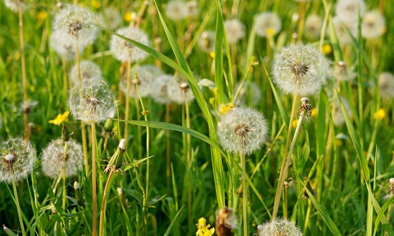 Обои трава, лето, пушистый, луг, одуванчики, grass, summer, fluffy, meadow, dandelions разрешение 3000x1899 Загрузить