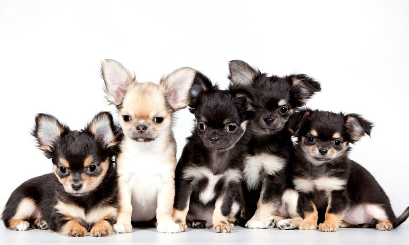 Обои щенки, милые, чихуахуа, квинтет, puppies, cute, chihuahua, quintet разрешение 3000x1911 Загрузить