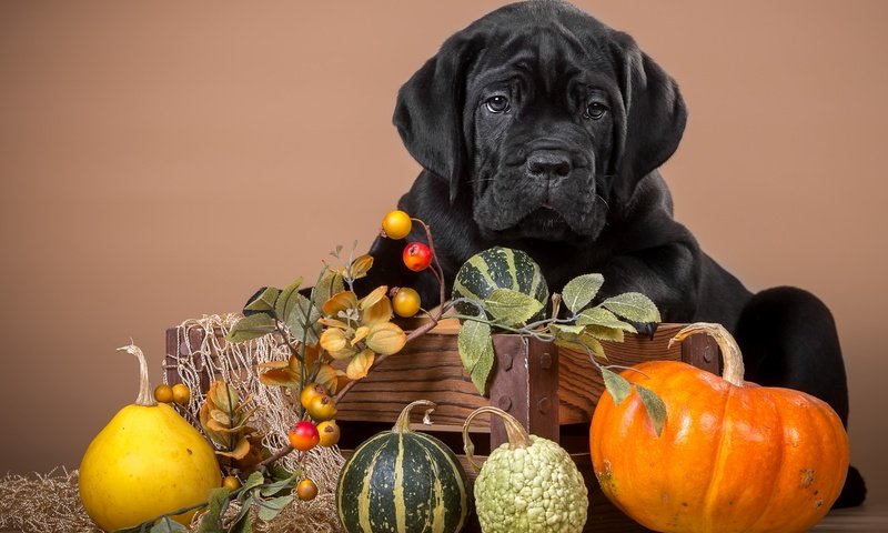 Обои черный, щенок, тыква, кане-корсо, black, puppy, pumpkin, cane corso разрешение 3000x1972 Загрузить