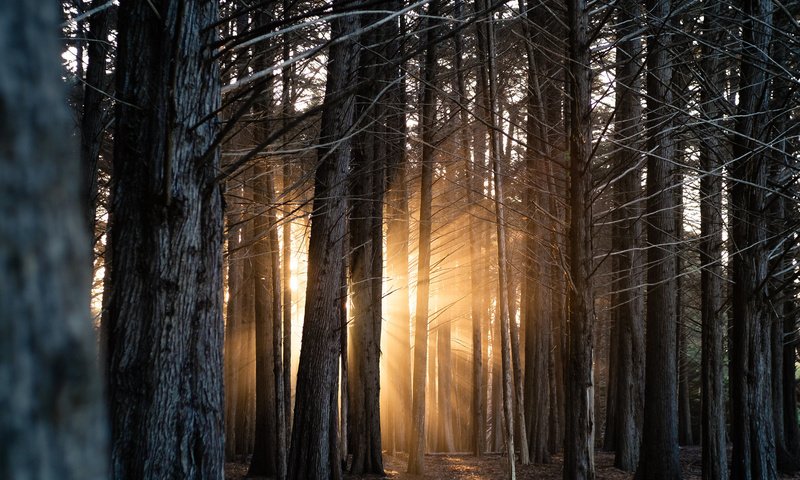 Обои свет, деревья, лес, стволы, солнечные лучи, light, trees, forest, trunks, the sun's rays разрешение 2048x1365 Загрузить