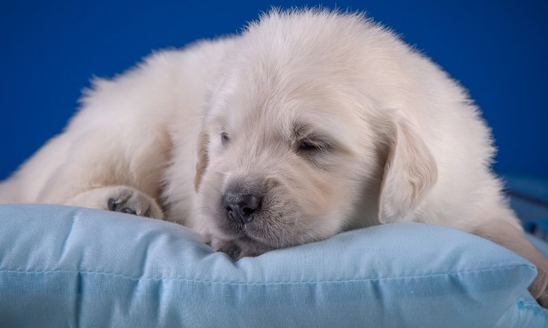 Обои щенок, малыш, подушка, милый, золотистый ретривер, puppy, baby, pillow, cute, golden retriever разрешение 3600x1976 Загрузить