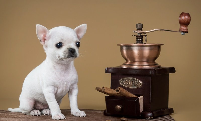 Обои корица, собака, щенок, кофемолка, чихуахуа, cinnamon, dog, puppy, coffee grinder, chihuahua разрешение 2400x1560 Загрузить