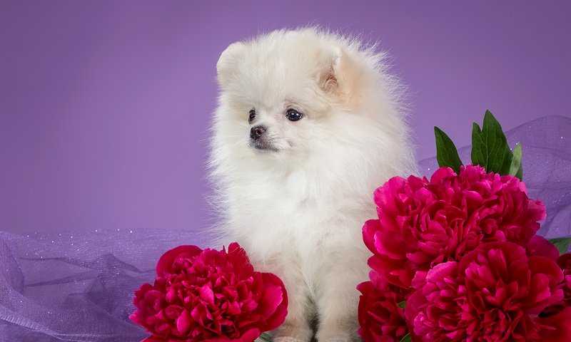 Обои белый, щенок, пионы, шпиц, white, puppy, peonies, spitz разрешение 3000x1875 Загрузить