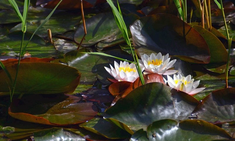 Обои водоем, лилии, кувшинки, нимфея, водяные лилии, pond, lily, water lilies, nymphaeum разрешение 2400x1590 Загрузить