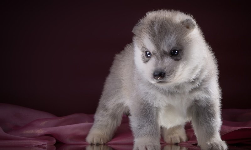 Обои щенок, хаски, порода, puppy, husky, breed разрешение 2400x1534 Загрузить