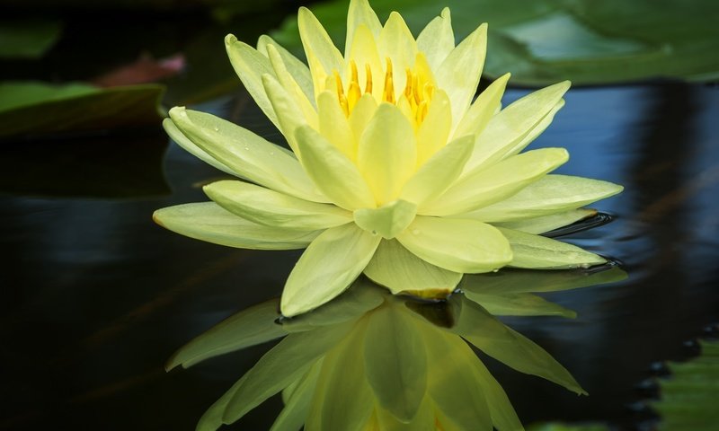 Обои вода, отражение, жёлтая, кувшинка, нимфея, водяная лилия, water, reflection, yellow, lily, nymphaeum, water lily разрешение 2048x1351 Загрузить