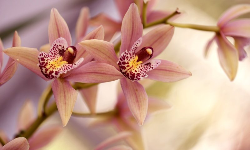 Обои ветка, лепестки, орхидея, branch, petals, orchid разрешение 2048x1334 Загрузить
