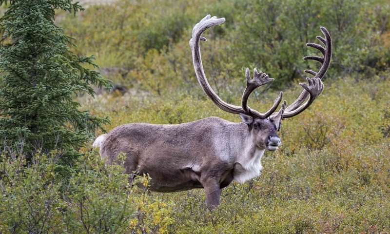 Обои олень, рога, северный, deer, horns, north разрешение 1920x1217 Загрузить