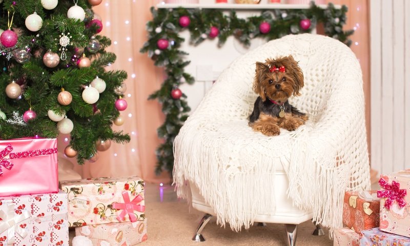 Обои новый год, елка, кресло, праздник, бантик, йоркширский терьер, new year, tree, chair, holiday, bow, yorkshire terrier разрешение 2400x1498 Загрузить