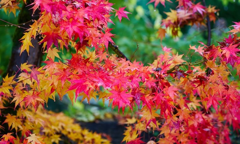 Обои дерево, листья, осень, клен, яркий, багряный, tree, leaves, autumn, maple, bright, scarlet разрешение 2000x1307 Загрузить