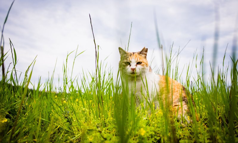 Обои трава, кот, лето, кошка, взгляд, grass, cat, summer, look разрешение 2048x1365 Загрузить