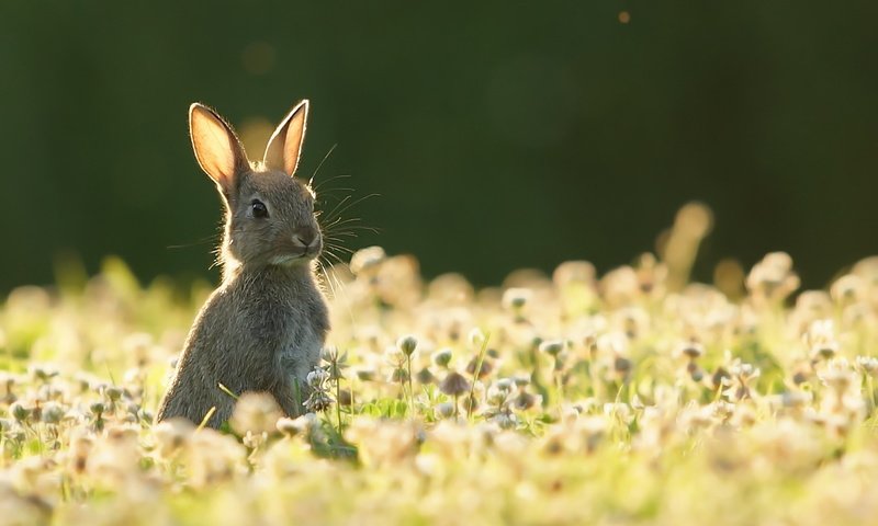 Обои природа, лето, заяц, nature, summer, hare разрешение 1920x1279 Загрузить