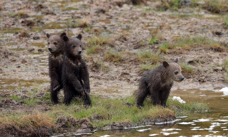 Обои природа, фон, медведи, nature, background, bears разрешение 3600x2025 Загрузить