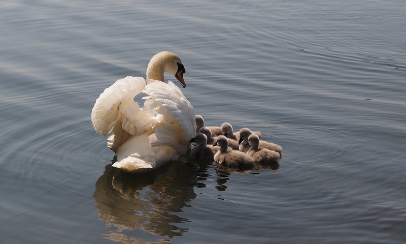 Обои озеро, птицы, лебеди, lake, birds, swans разрешение 4248x2831 Загрузить