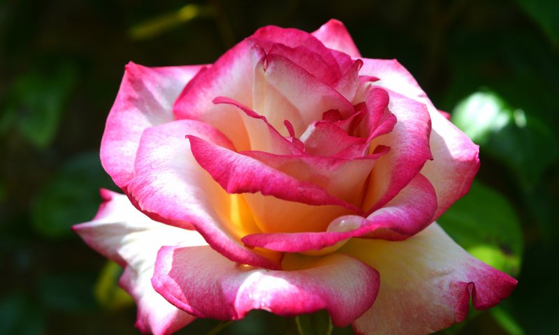 Обои роза, бутон, розовый, rose, bud, pink разрешение 2048x1362 Загрузить