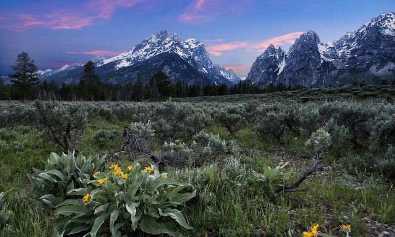 Обои цветы, горы, поле, flowers, mountains, field разрешение 2560x1756 Загрузить