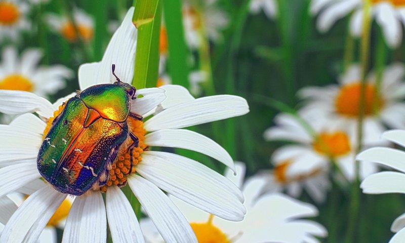 Обои цветы, жук, макро, насекомое, ромашки, бронзовка золотистая, flowers, beetle, macro, insect, chamomile, brantovka golden разрешение 2048x1152 Загрузить