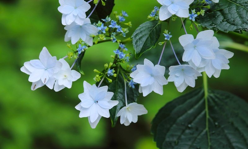 Обои макро, цветки, гортензия, macro, flowers, hydrangea разрешение 2048x1365 Загрузить