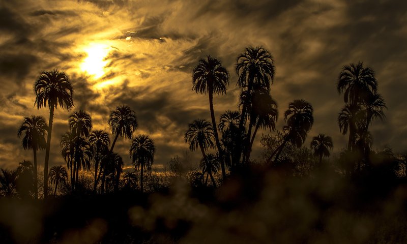 Обои небо, облака, закат, пальмы, силуэты, the sky, clouds, sunset, palm trees, silhouettes разрешение 2048x1214 Загрузить