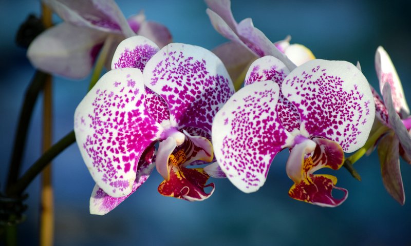 Обои экзотика, орхидеи, соцветие, exotic, orchids, inflorescence разрешение 2048x1365 Загрузить