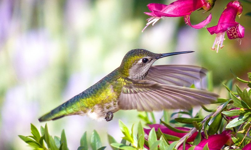 Обои цветы, птица, колибри, flowers, bird, hummingbird разрешение 2048x1366 Загрузить