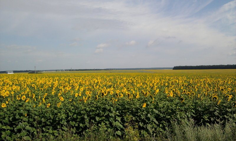 Обои солнце, поле, лето, подсолнуха, the sun, field, summer, sunflower разрешение 2048x1536 Загрузить