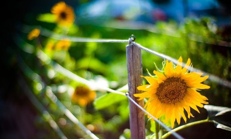 Обои размытость, подсолнухи, ограда, боке, blur, sunflowers, fence, bokeh разрешение 2560x1440 Загрузить