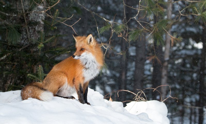 Обои лес, зима, лиса, forest, winter, fox разрешение 2048x1365 Загрузить