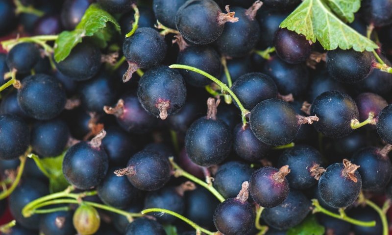 Обои ягоды, черная, смородина, berries, black, currants разрешение 2000x1326 Загрузить