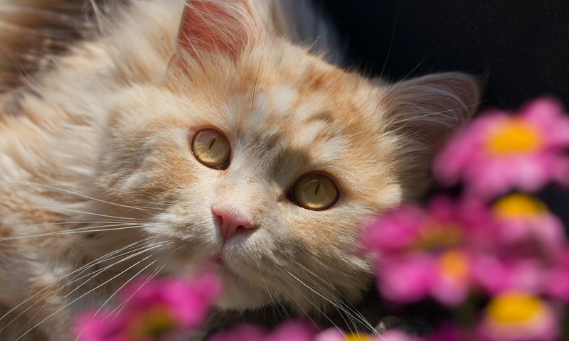 Обои цветы, кот, взгляд, flowers, cat, look разрешение 2048x1536 Загрузить