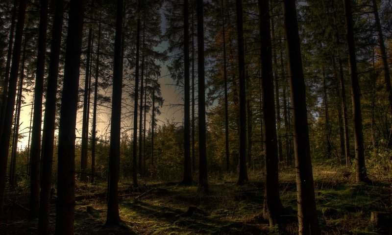 Обои деревья, вечер, лес, trees, the evening, forest разрешение 3872x2592 Загрузить