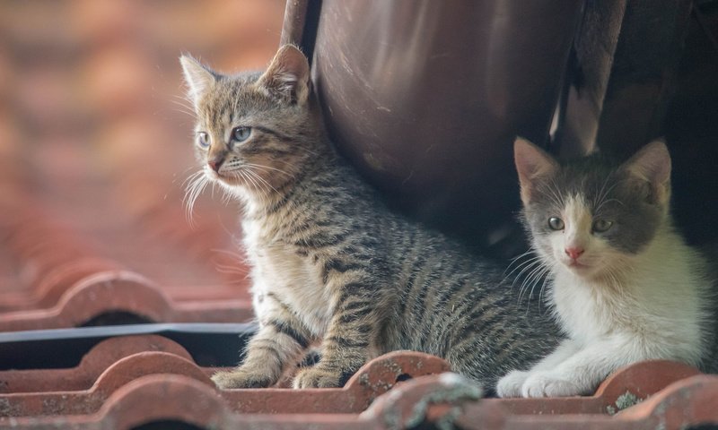 Обои парочка, кошки, малыши, котята, a couple, cats, kids, kittens разрешение 2048x1280 Загрузить