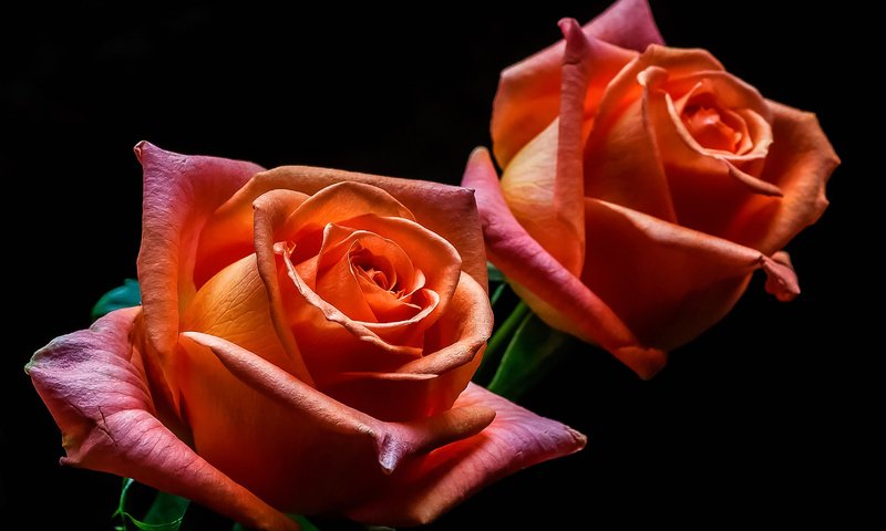 Обои розы, лепестки, краски, бутон, roses, petals, paint, bud разрешение 3354x2193 Загрузить