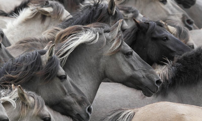 Обои лошади, кони, табун, морды, дикие лошади, horse, horses, the herd, muzzle, wild horses разрешение 3000x2000 Загрузить
