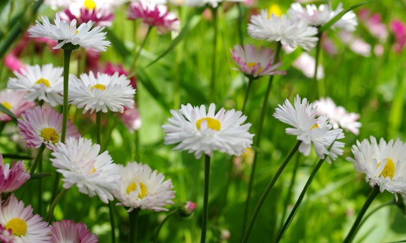 Обои цветы, макро, маргаритки, flowers, macro, daisy разрешение 2232x1484 Загрузить