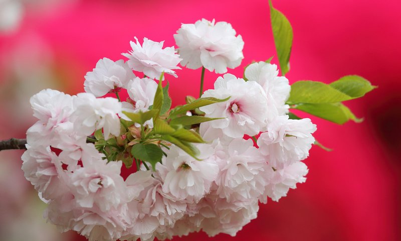 Обои ветка, цветение, макро, фон, вишня, сакура, цветки, branch, flowering, macro, background, cherry, sakura, flowers разрешение 2048x1389 Загрузить
