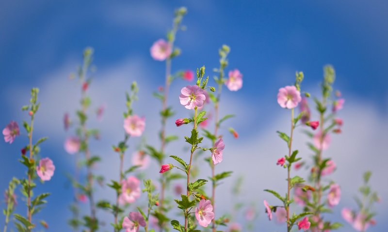 Обои небо, нежность, боке, лаватера, хатьма, the sky, tenderness, bokeh, lavatera, the lavatera разрешение 2400x1553 Загрузить