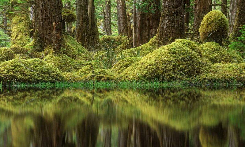 Обои деревья, лес, болото, мох, канада, британская колумбия, tow hill ecological reserve, trees, forest, swamp, moss, canada, british columbia разрешение 1920x1080 Загрузить