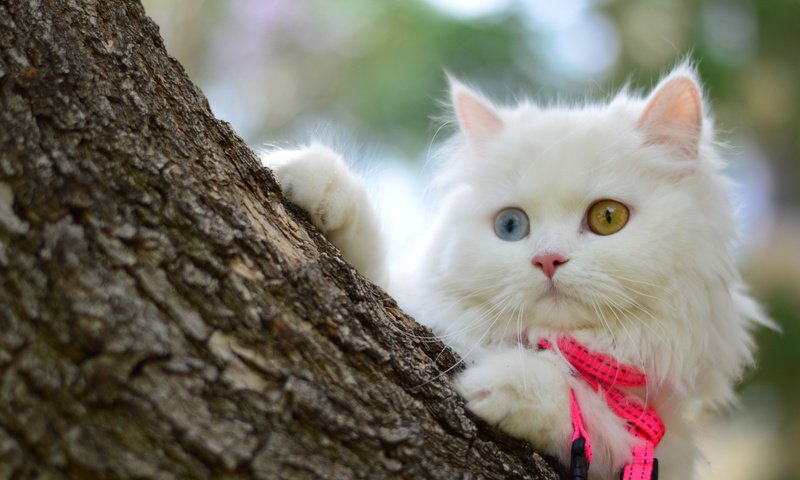 Обои дерево, мордочка, кошка, взгляд, котенок, белый, tree, muzzle, cat, look, kitty, white разрешение 4905x3261 Загрузить